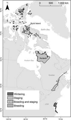 Can arctic migrants adjust their phenology based on temperature encountered during the spring migration? The case of the greater snow goose
